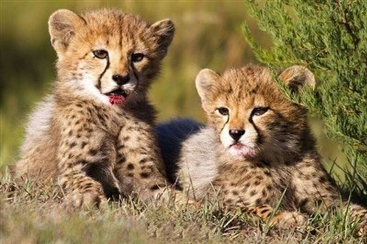 Turan-National-Park-Cubs of Asiatic Cheetah